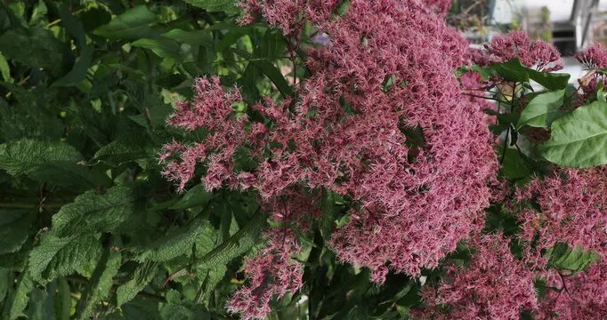 (Eupatorium maculatum 'Purple Bush') Spotted Joe Pye Weeds with dark green textured foliage along stems bending under the weight of clusters of pinkish-purple flowers in corymbs
