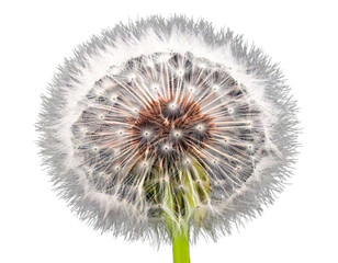 Macro Shot of Dandelion Seed Puff, Transparent Background