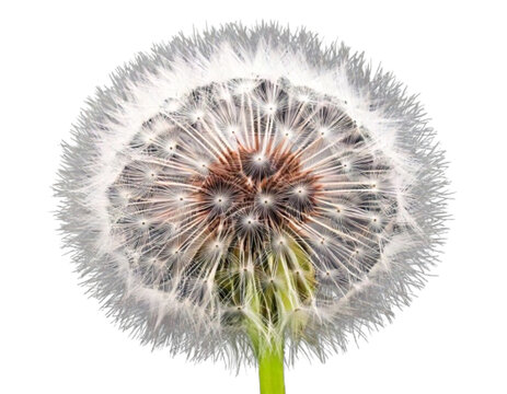 Macro Shot of Dandelion Seed Puff, Transparent Background