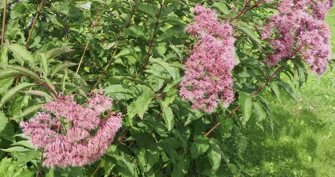 Eupatorium maculatum - Bushy inflorescence in pinkish-purple corymbs spotted with purple at the end of the arched stem bearing dark green, embossed and textured foliage, bending slightly in the wind