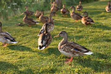 Many ducks walking on green grass outdoors