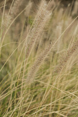 Fototapeta premium Close-Up of Ornamental Grasses in Natural Setting