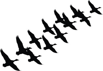 Birds flying in V formation, migratory silhouettes, teamwork in nature, geese flock vector, aerial wildlife, minimalist black birds, white background illustration