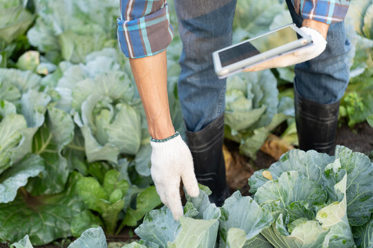 Farmers use the main data network in the internet, agricultural technology, work on crop data analysis by tablet ,technology for plantation data link with internet make a good plant organic product.