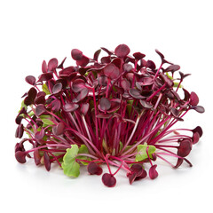 red radish microgreens on a white background
