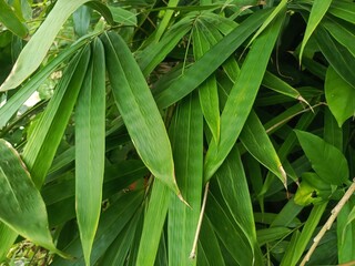 Obraz premium fresh green beans