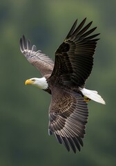Naklejka premium Majestic Bald Eagle Soaring High.