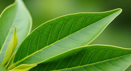 Obraz premium Lush green leaves with intricate veins representing growth and sustainability, on a beautiful soft-focus natural background