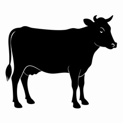 black and white cow
