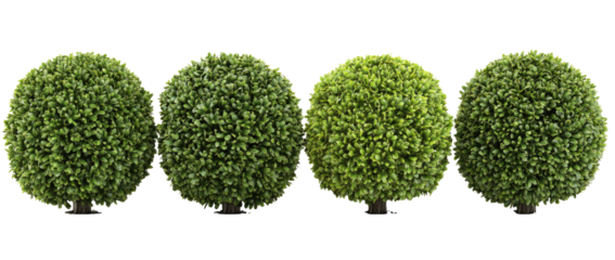 Row of small, spherical, decorative bushes.  Dense,  uniformly textured,  light green foliage.  Perfect sphere shape
