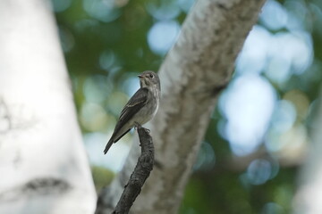 木に止まるエゾビタキ