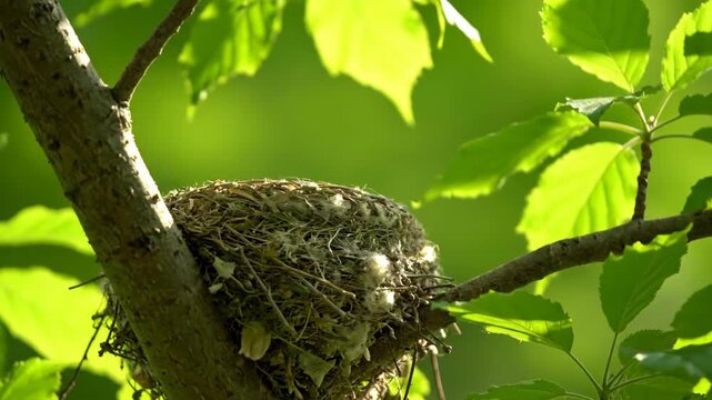 A bird nest composed of twigs and soft white material nestled in the branches of a tree surrounded by green leaves