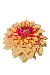 Dahlia Queen of Holland, yellow with pink striped petals
