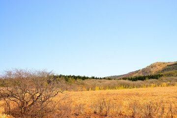 八島ヶ原湿原　長野県下諏訪町