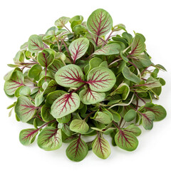 on a white background microgreens sorrel with red veins