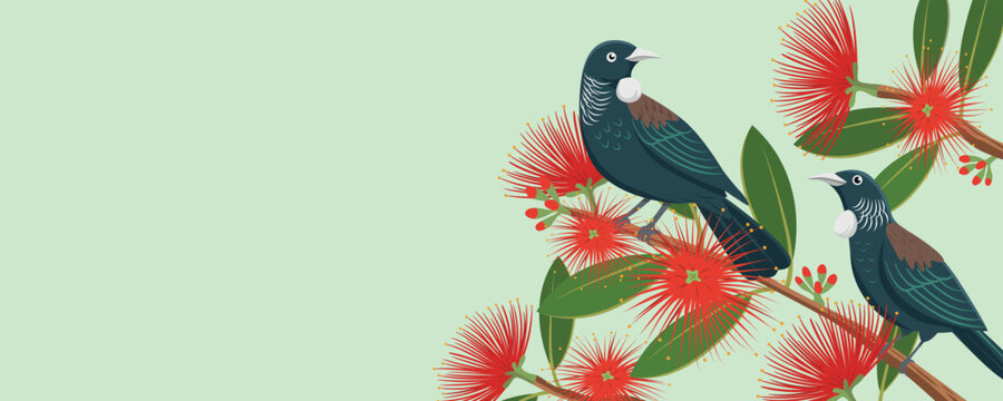 New Zealand Tui on Blooming Pohutukawa Branch