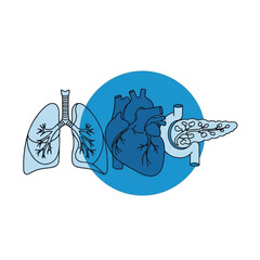 Anatomical Illustration of Human Heart and Lungs
