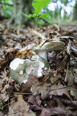 A small mushroom grows among dry oak leaves on the forest floor. A young oak sprout emerges nearby, symbolizing the renewal of life in the forest.