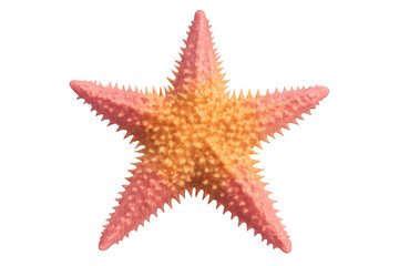 Close-up of a vibrant starfish showcasing its textured surface, set against a transparent background, highlighting its natural beauty