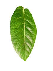 Obraz premium green leaf isolated on white