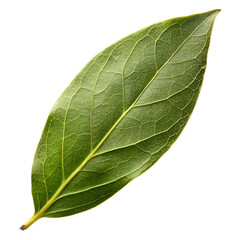A single green leaf with visible veins and a textured surface, isolated on a transparent background, showcasing natural detail and organic form