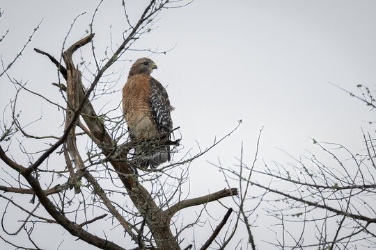 A red-shouldered hawk perched in a tree