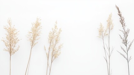 Obraz premium 20.A minimalist, isolated shot of grass flowers, rice weeds, and reeds on a white background. The fine details of each plant are captured in clear focus, with the delicate seed heads and slender