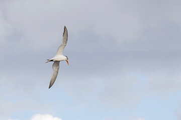A royal tern with wings outstretched in flight as it searches for fish