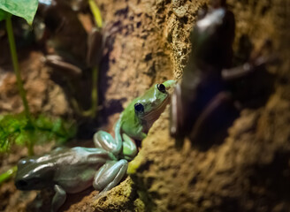 Green and brown frogs in a terrarium