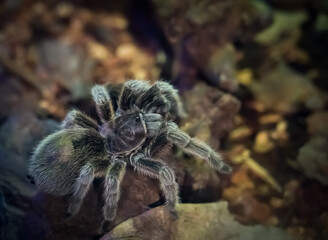 Close-up shot of a tarantula spider crawling across the ground in search of prey