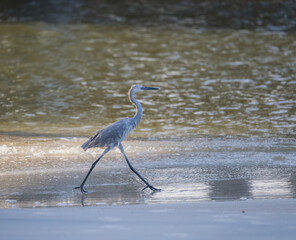 A pale colored reddish egret walking along the water's edge