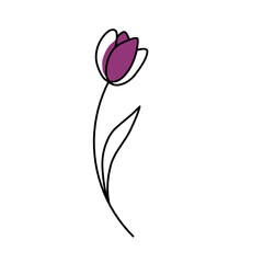 Tulip flower minimalist line drawing with purple bloom