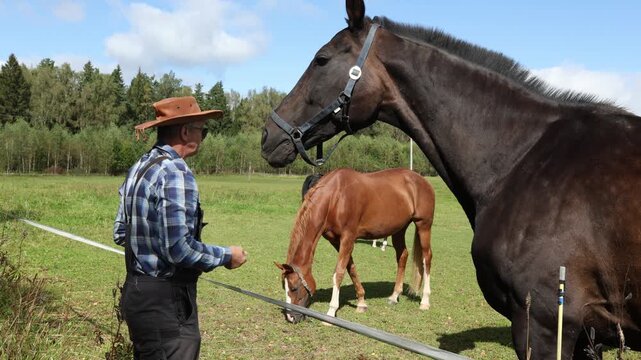 The farmer takes care of his horses on the farm, the pets stand next to the farmer in the pasture.