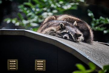 Schlafende Waschb&auml;ren ( Procyon lotor ).