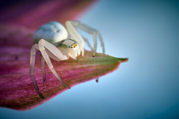 Veränderliche Krabbenspinne ( Misumena vatia ).
