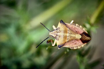 Nördliche Fruchtwanze ( Carpocoris fuscispinus ).