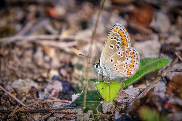 Kleiner Sonnenröschen-Bläuling ( Aricia agestis ).