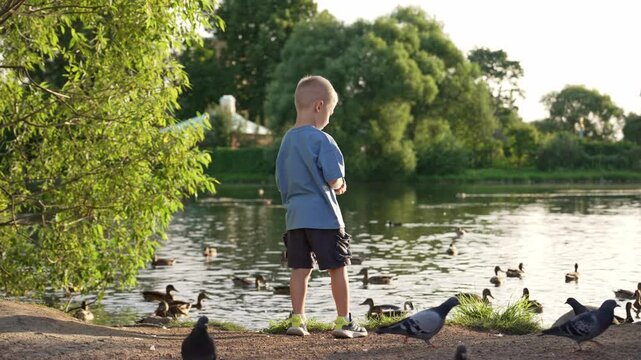 Young blond boy feeding ducks and pigeons near lake shoreline, experiencing joyful summer moment in park environment while interacting with local wildlife and enjoying outdoor leisure activity