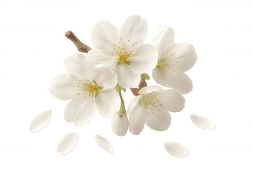 Blooming cherry tree branch with falling petals on a transparent background, perfect for spring designs
