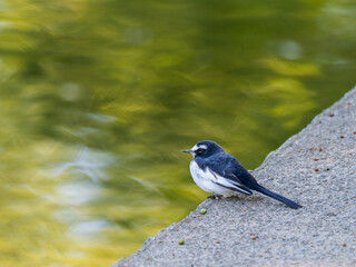 川辺のセグロセキレイ