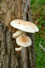 funghi