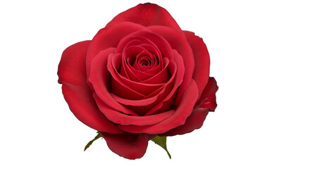 Stunning red rose in full bloom, perfect for romantic designs, elegant weddings, and passionate expressions of love and desire isolated on transparent white background