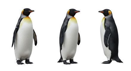 Fototapeta premium Three Penguins Standing on White Background Side by Side