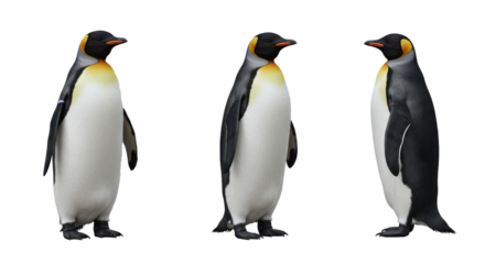 Three Penguins Standing on White Background Side by Side