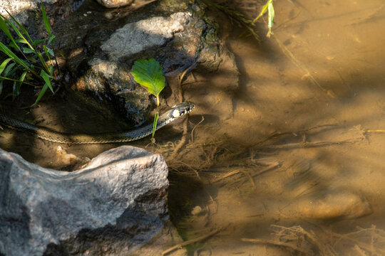 small grass snake hides under a few blades of grass by the water.