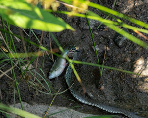 Fototapeta premium grass snake eats a fish by the water hidden under blades of grass.