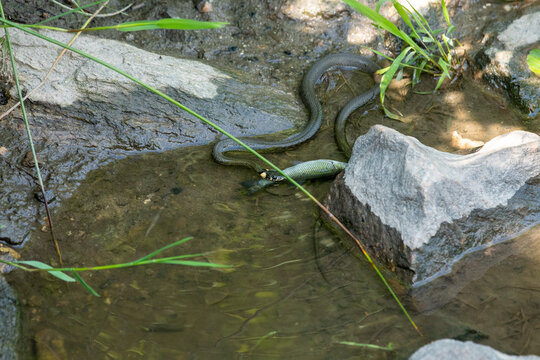 Grass snake feeding on dead fish by the water. 