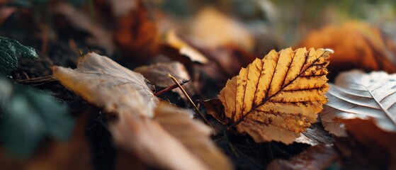 Closeup of vibrant yellow autumn leaf on forest floor with blurred background Concept of fall season, nature, and tranquility