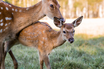 Portrait. Deer in its natural habitat, in the forest on a private eco-farm. Animal husbandry. Love for animals.