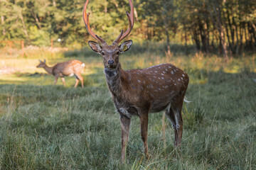 Portrait. A deer with beautiful branched antlers in its natural habitat, in a forest on a private...